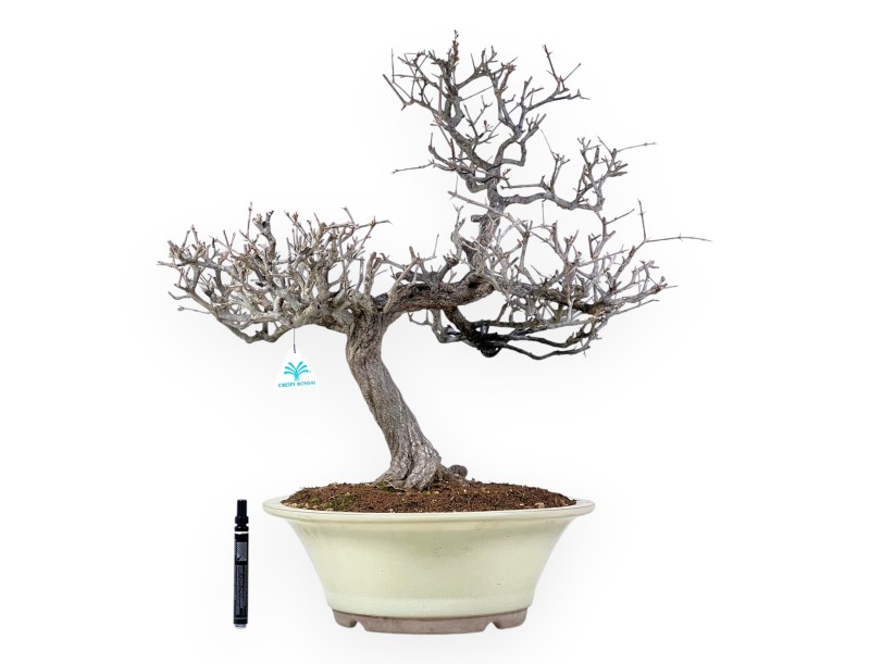 Bonsai van granaatappel van 70 cm | Rond crème pot