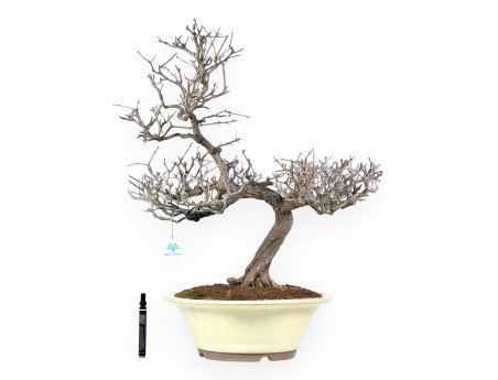 Bonsai van granaatappel van 70 cm | Rond crème pot