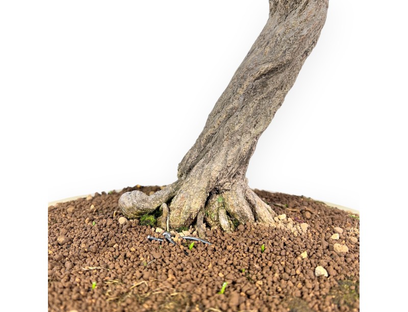 Bonsai of pomegranate of 70 cm | Round cream pot