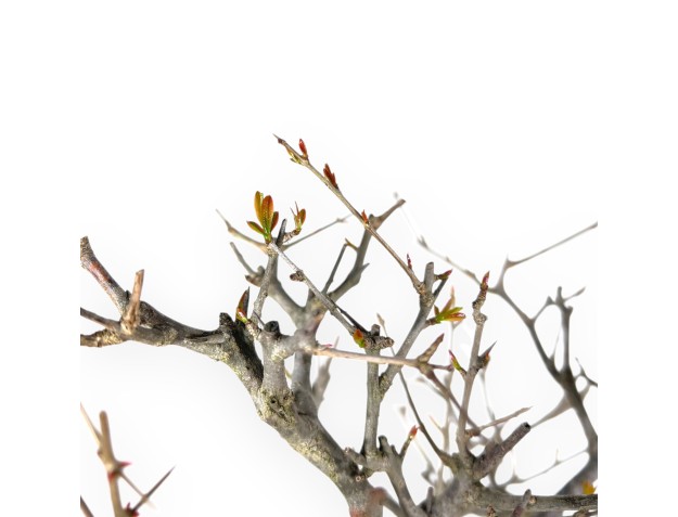 Bonsai of pomegranate of 70 cm | Round cream pot 2