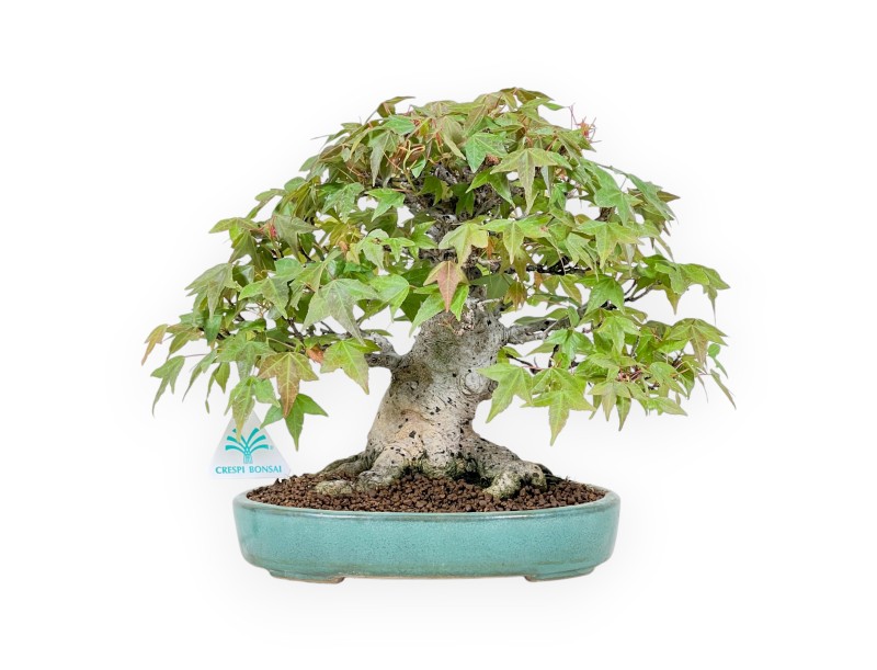 Bonsai of Maple 25 cm | Green oval pot