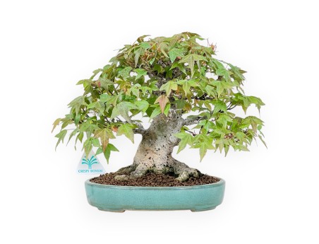 Bonsaï de Érable de 25 cm | Pot ovale vert