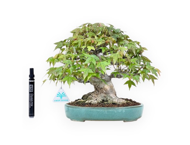 Bonsai of Maple 25 cm | Green oval pot