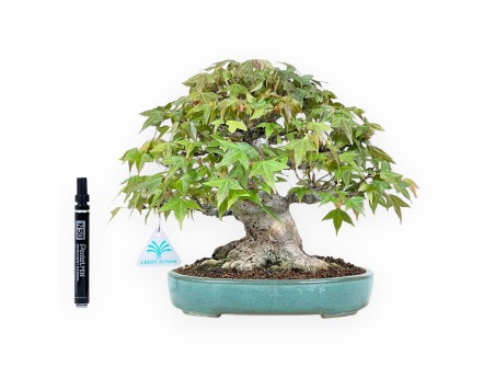 Bonsaï de Érable de 25 cm | Pot ovale vert