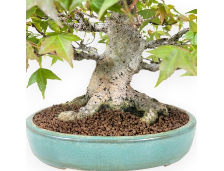 Bonsaï de Érable de 25 cm | Pot ovale vert