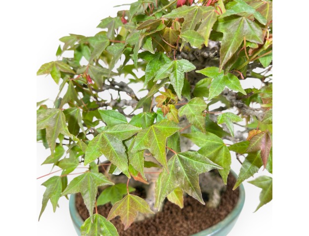 Bonsai of Maple 25 cm | Green oval pot 2
