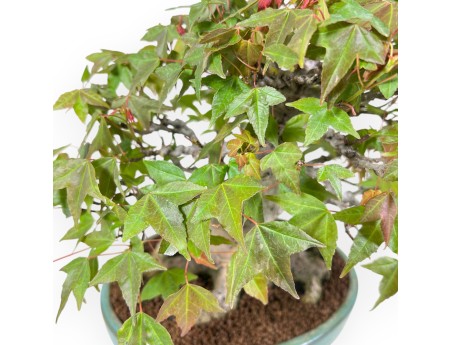 Esdoorn bonsai van 25 cm | Ovaal groen pot