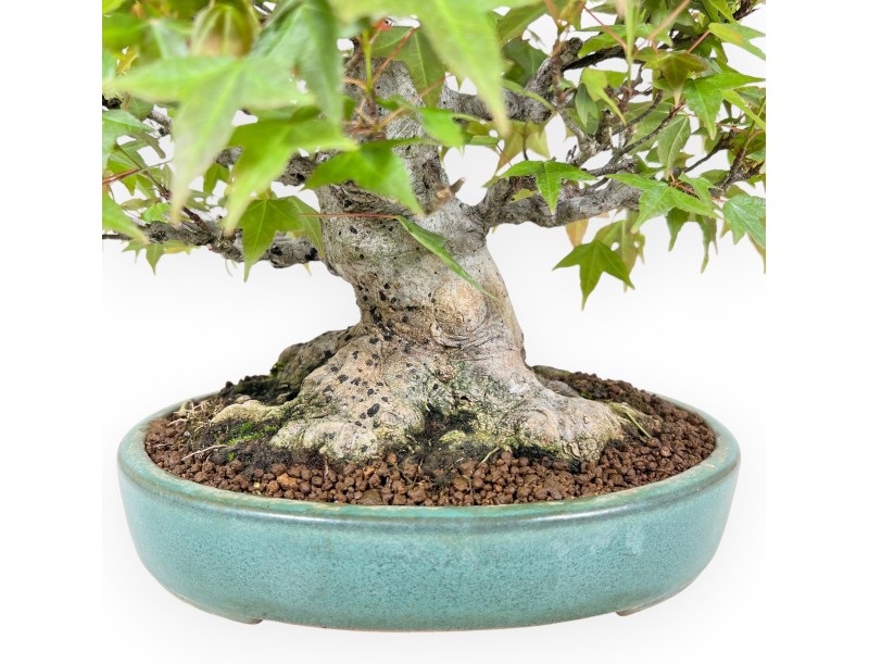 Ahorne Bonsai von 25 cm | Oval grün Topf