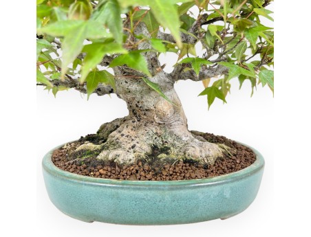 Bonsaï de Érable de 25 cm | Pot ovale vert