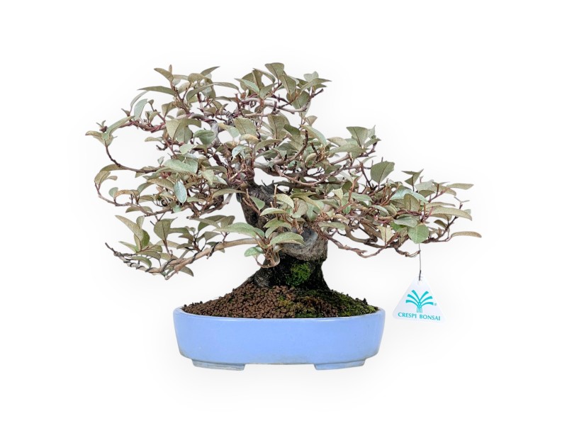 Bonsai of Elaeagnus of 27 cm | Turquoise oval pot