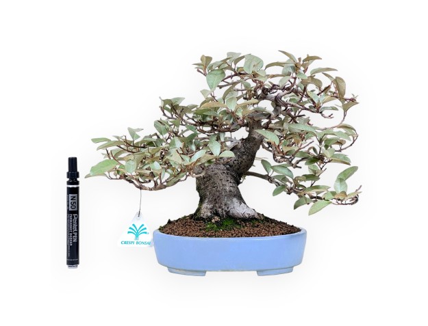 Bonsai of Elaeagnus of 27 cm | Turquoise oval pot