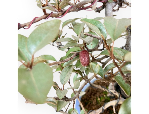 Bonsai of Elaeagnus of 27 cm | Turquoise oval pot 2