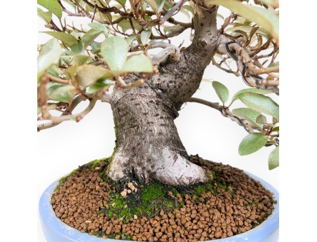Bonsai of Elaeagnus of 27 cm | Turquoise oval pot