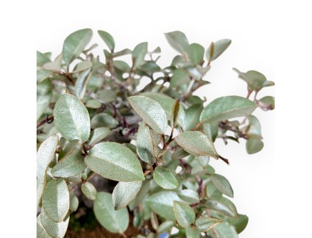 Elaeagnus bonsai 27 cm | Turquoise ovaal pot