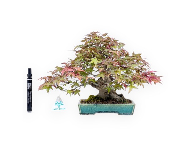 Bonsaï de Érable de 25 cm | Pot rectangulaire vert