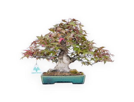 Bonsai von Ahorne von 25 cm | Rechteckig grün Topf