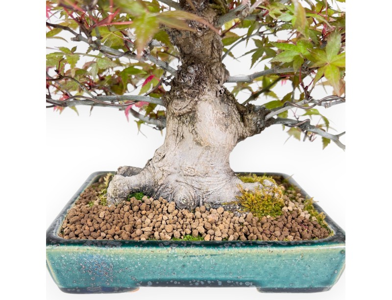 Bonsaï de Érable de 25 cm | Pot rectangulaire vert