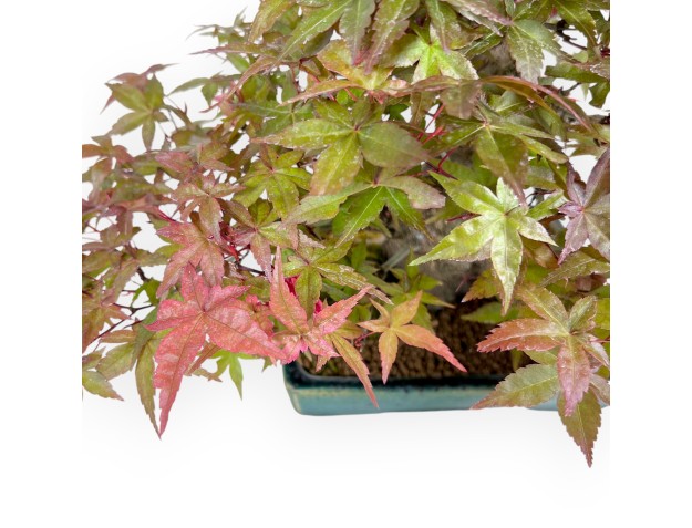 Bonsai von Ahorne von 25 cm | Rechteckig grün Topf 2