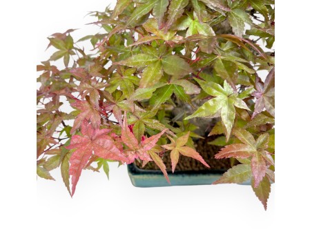 Bonsai of Maple of 25 cm | Green rectangular pot