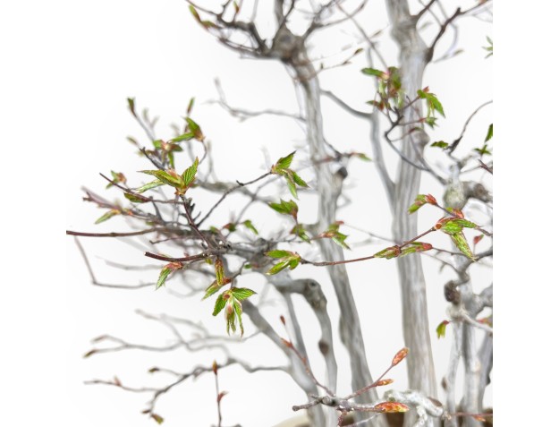 Bonsai of hornbeam of 73 cm | Cream oval pot 2