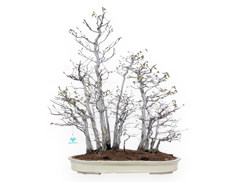 Bonsai of hornbeam of 73 cm | Cream oval pot