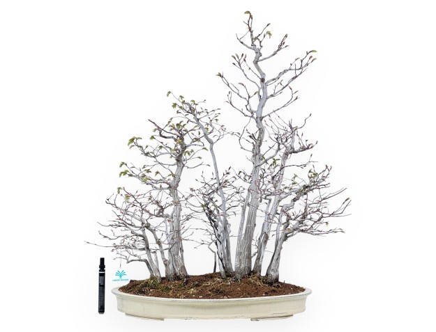 Bonsai of hornbeam of 73 cm | Cream oval pot