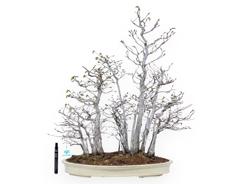 Bonsai von hainbuche von 73 cm | Oval creme Topf