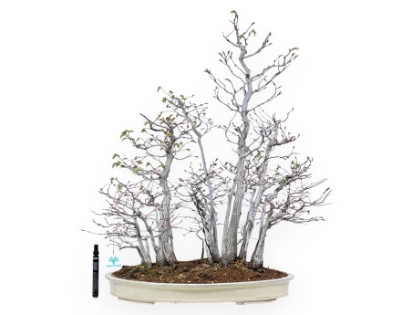 Bonsai di Carpino da 73 cm | Vaso ovale crema