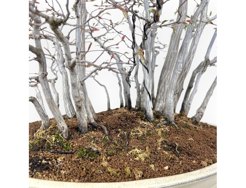 Bonsaï de charme 73 cm | Pot ovale crème