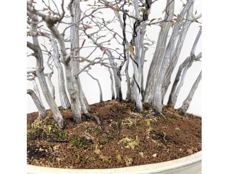 Bonsái de Carpe de 73 cm | Maceta oval crema