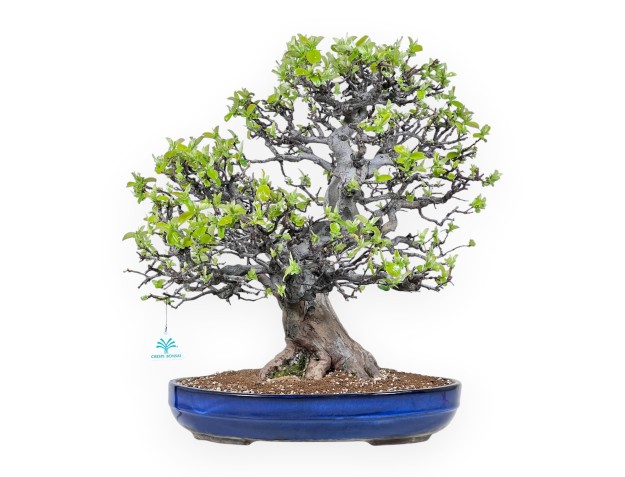 Bonsai von Pseudocydonia von 52 cm | Oval blau Topf