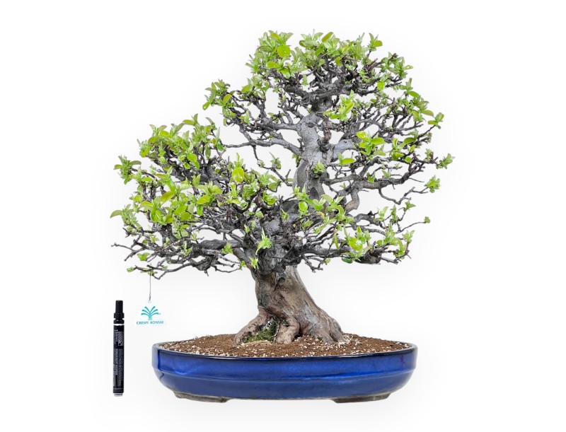 Bonsái de Pseudocydonia de 52 cm | Maceta oval azul