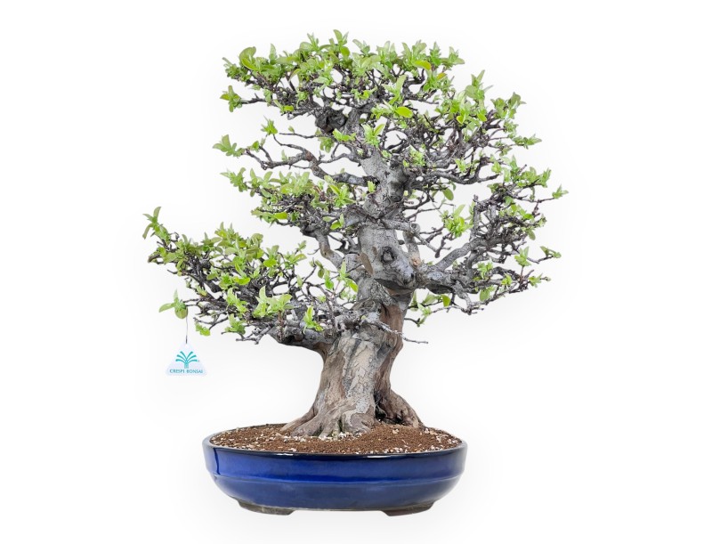 Bonsái de Pseudocydonia de 52 cm | Maceta oval azul