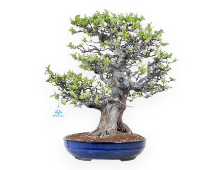 Bonsai von Pseudocydonia von 52 cm | Oval blau Topf