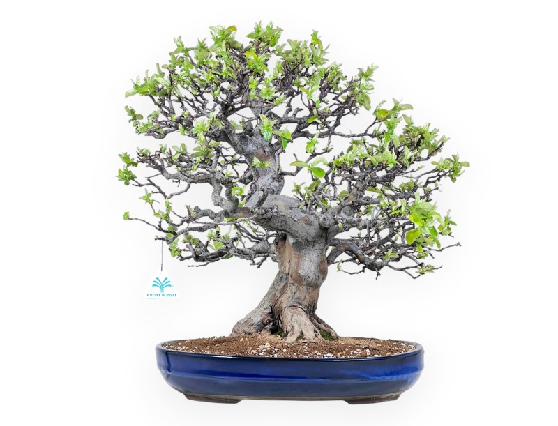Bonsai von Pseudocydonia von 52 cm | Oval blau Topf