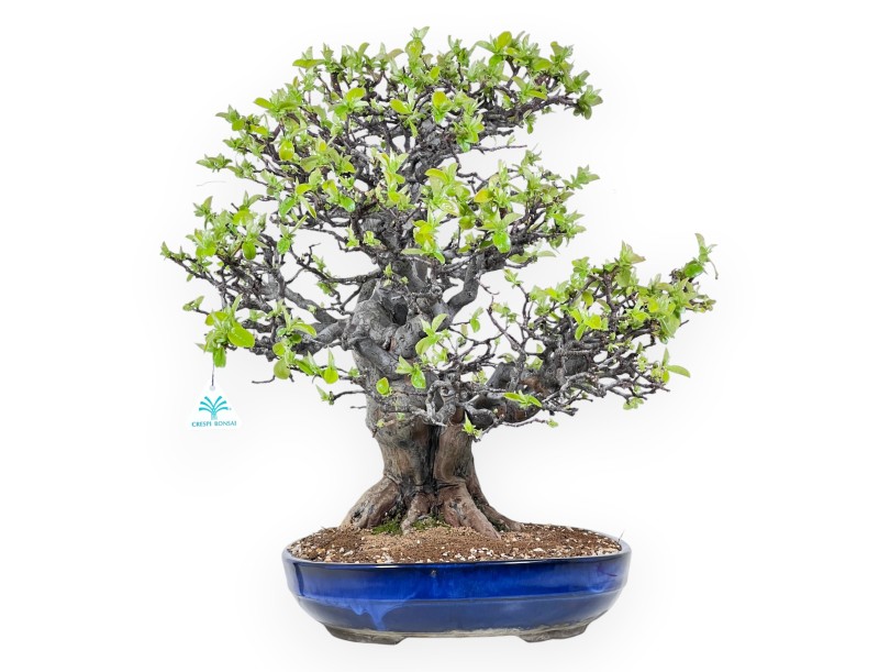 Bonsái de Pseudocydonia de 52 cm | Maceta oval azul