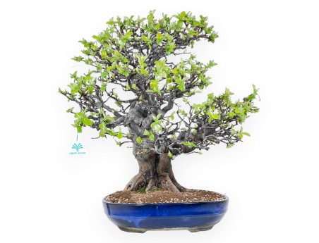 Bonsai of Pseudocydonia of 52 cm | Oval blue pot
