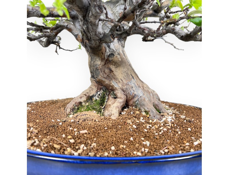 Bonsai von Pseudocydonia von 52 cm | Oval blau Topf