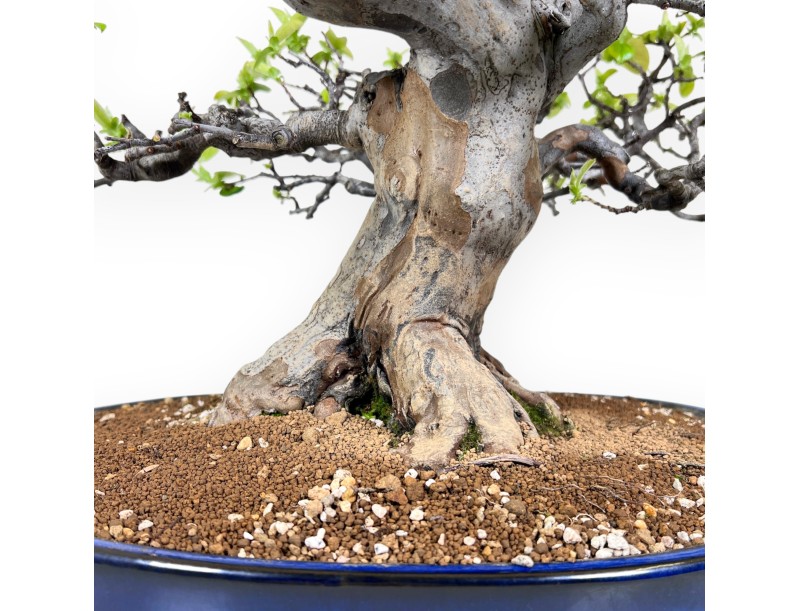 Bonsai di Pseudocydonia da 52 cm | Vaso rettangolare blu