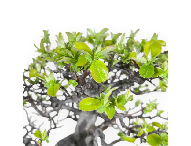 Bonsai von Pseudocydonia von 52 cm | Oval blau Topf 2