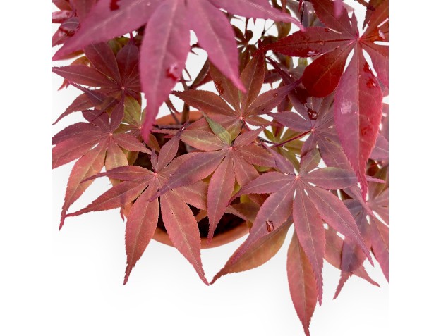 Bonzaï érable 31 cm | Pot rond en grès 2