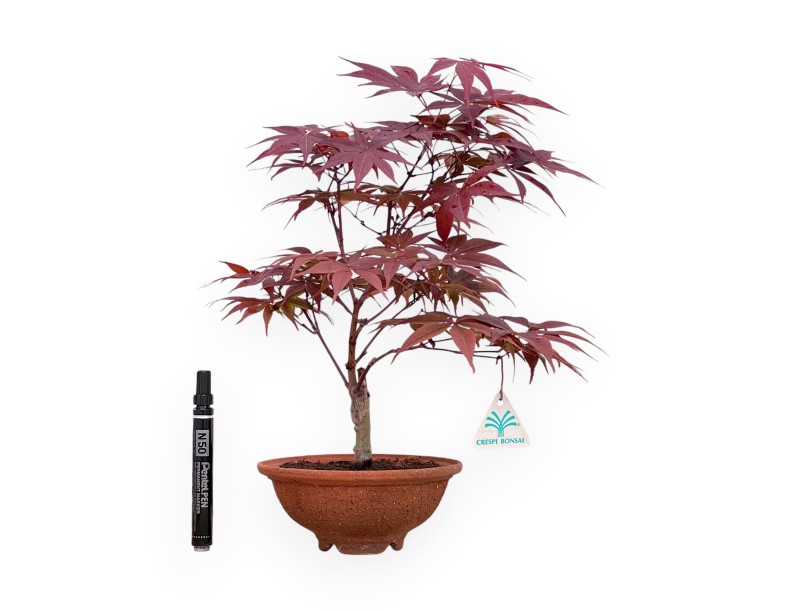 31 cm esdoorn bonsaiboom | Ronde aardewerk pot