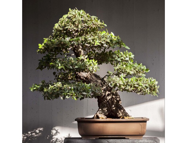 Rondleiding door het Crespi Bonsai Museum | Gaetano Settembrini