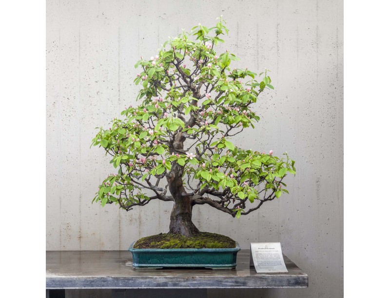 Rondleiding door het Crespi Bonsai Museum | Gaetano Settembrini