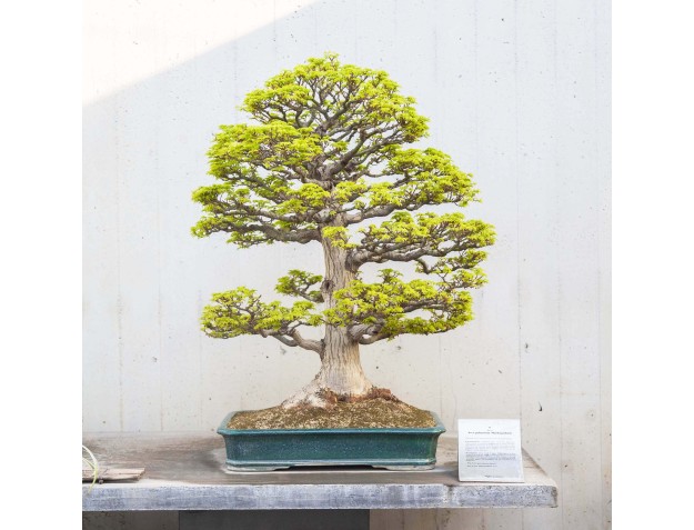 Guided Tour of the Crespi Bonsai Museum | Gaetano Settembrini
