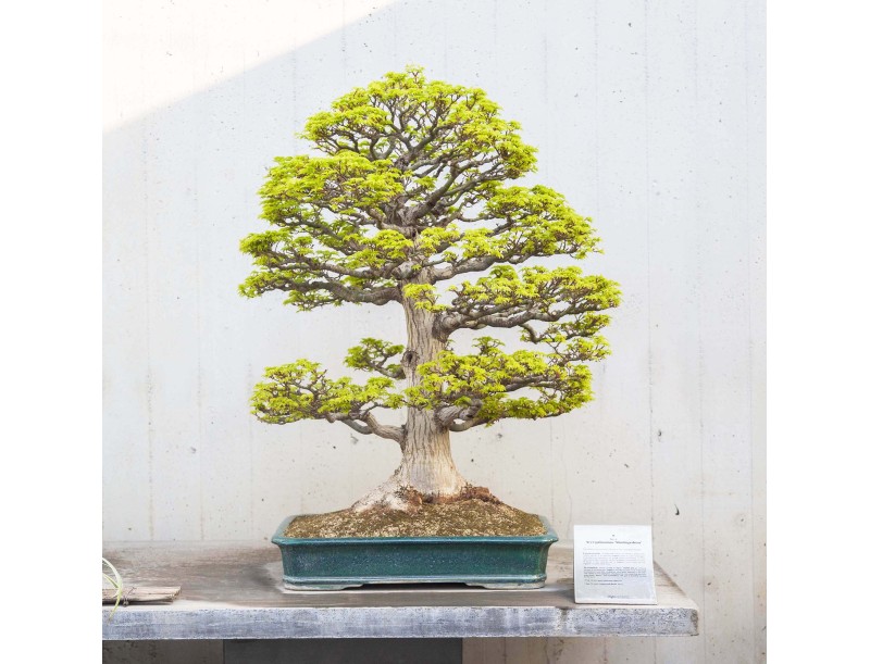 Führung durch das Bonsai-Museum Crespi | Gaetano Settembrini