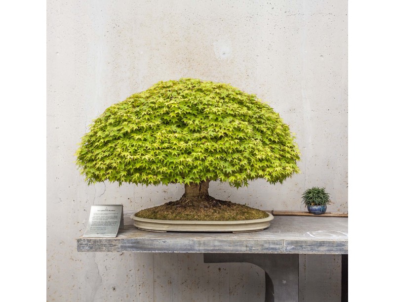 Guided tour of the Crespi Bonsai Museum | Valerio Rigitano