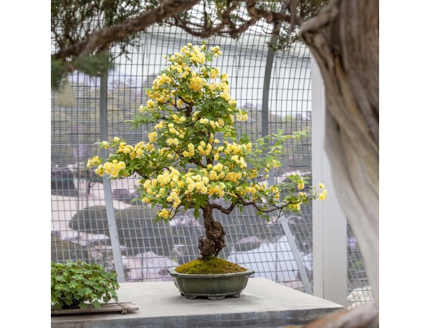 Guided tour of the Crespi Bonsai Museum | Valerio Rigitano