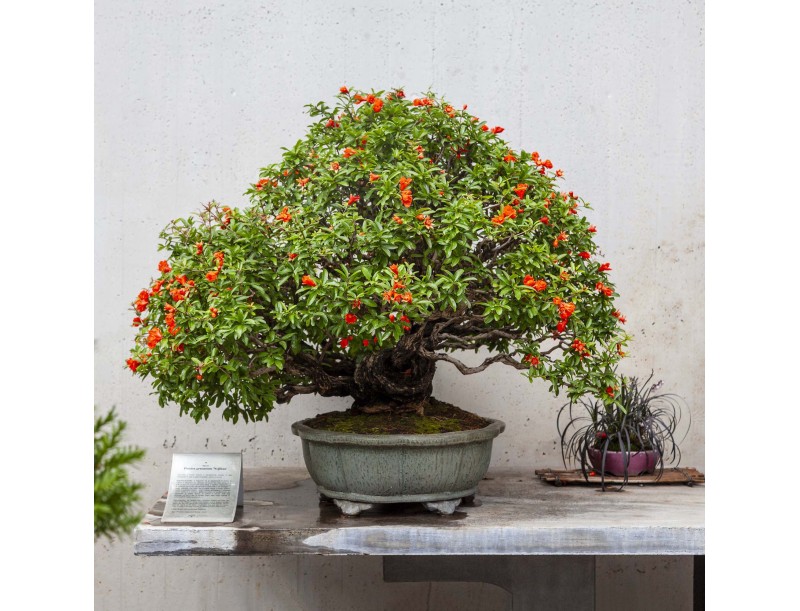 Guided tour of the Crespi Bonsai Museum | Valerio Rigitano