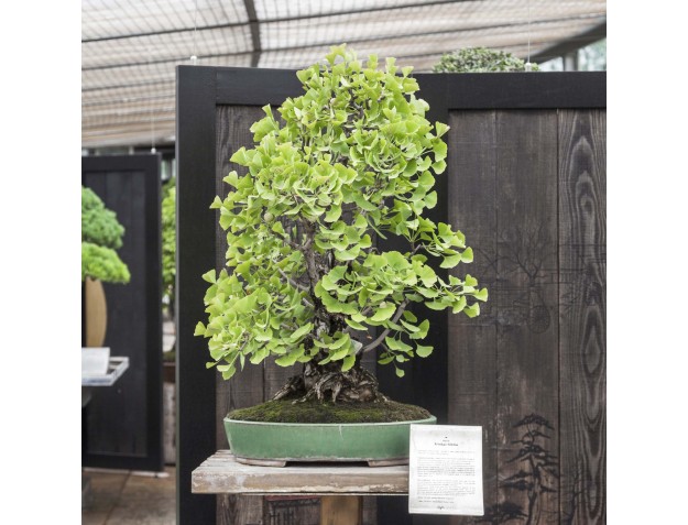 Rondleiding door het Crespi Bonsai Museum | Lorenzo Cassani